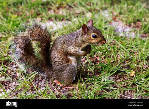 American Red Squirrel Eating Nuts On The Ground Florida Usa Stock