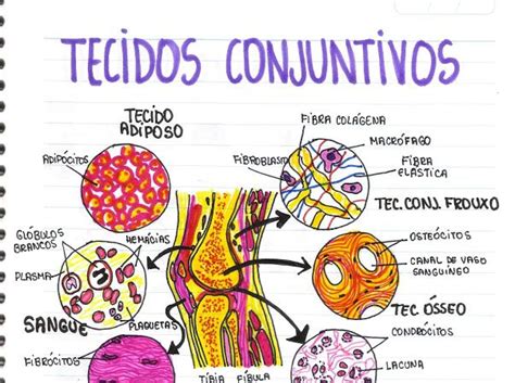 Tecido Conjuntivo Mapa Mental