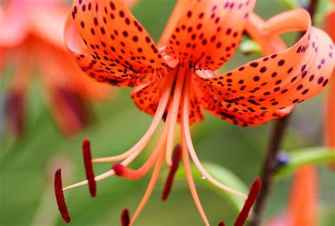 10 Types Of Orange Lilies And How To Care For Them