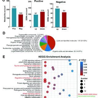 Metabolomic Analysis Revealed That Lipid Metabolism And Antioxidant