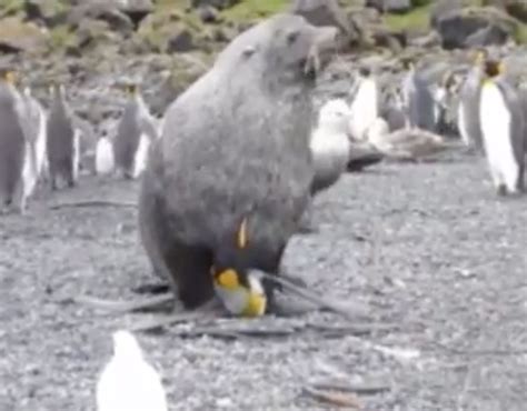 Image 6 Disturbing Images As Seals Discovered Having Sex With