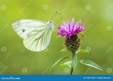 Brassicae Do Pieris Grande Polinizar Branca Ou De Couve Da Borboleta