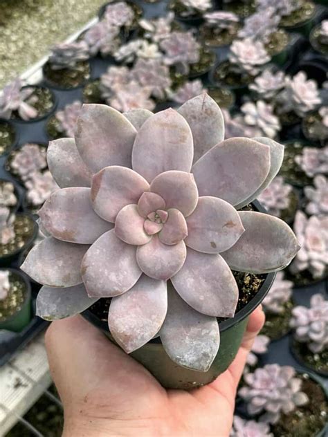 Superbum Graptopetalum Pentandrum Subsp In A 4 Inch Pot Plantly