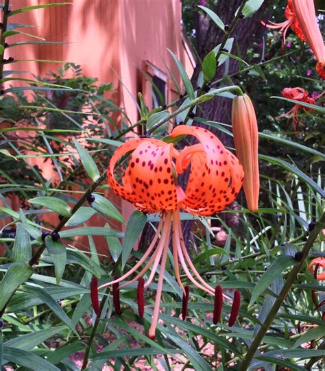 Collection 90 Pictures Pictures Of Tiger Lilies Flowers Updated