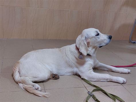 У кота чи собаки зламався зуб. Що робити? - Бізнес новини Ужгорода