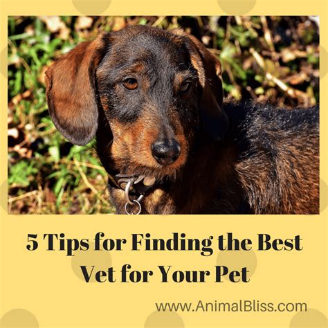 5 Tips for Finding the Best Vet for Your Pet