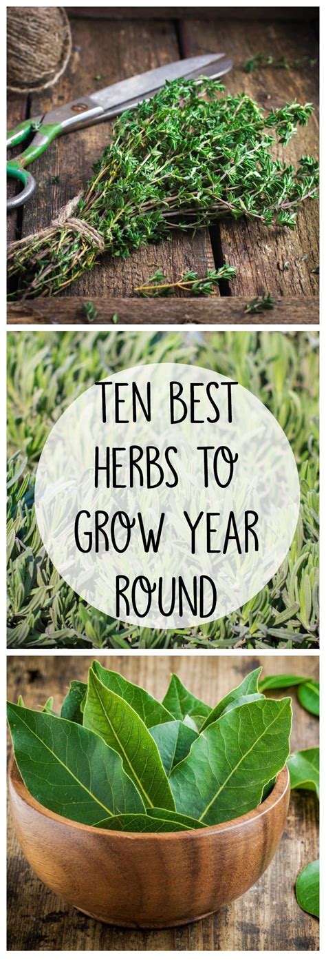 10 Best Herbs To Grow Year Round Best Herbs To Grow Indoor Vegetable