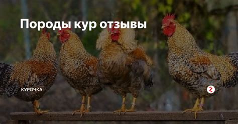 Породы кур отзывы | Курочка | Дзен