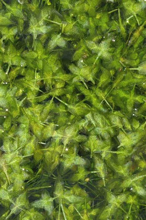 Ivy Leaf Duckweed Floating Pond Plant Floating Pond Plants Pond