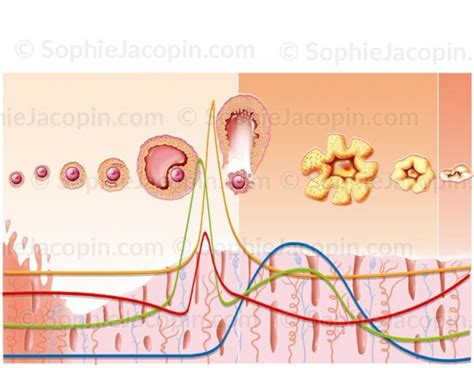 Cycle Menstruel Illustration Sophie Jacopin