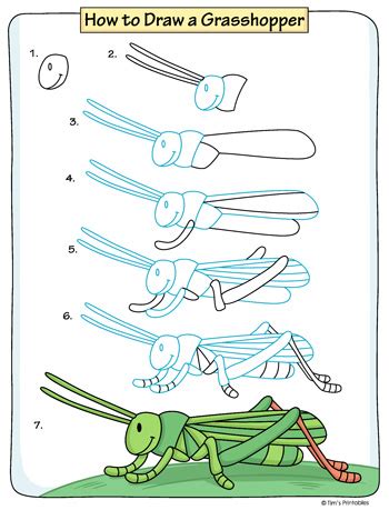 Grasshopper Drawing Tutorial - Tim's Printables