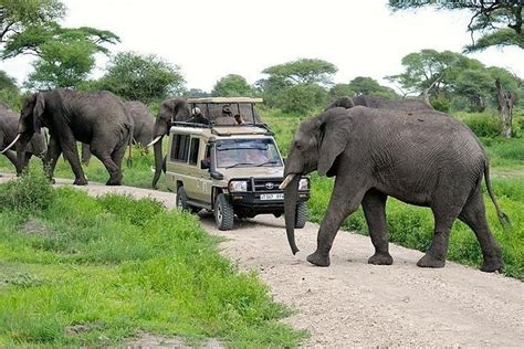 3 Days Tanzania Mid Range Tanzania Mikumi Unforgettable Royal Tour