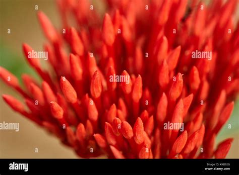 indian spring season, flowers in the garden Stock Photo - Alamy