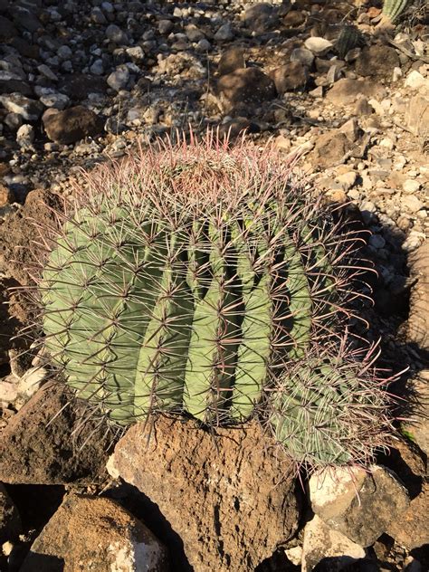 Cactus Growing Out Of The Rocks Cactus Plants Plants Cactus