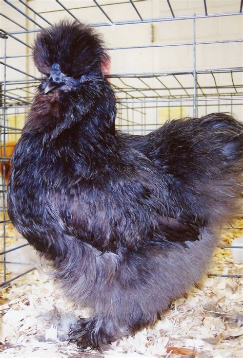 Blue Silkie Bantam - Baby Chicks for Sale | Cackle Hatchery