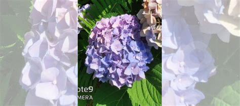 Гортензия крупнолистная купить в Саратове | Товары для дома и дачи | Авито