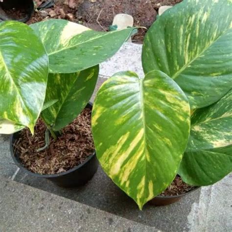 Jual Sirih Gading Jumbo Epipremnum Aureum Shopee Indonesia