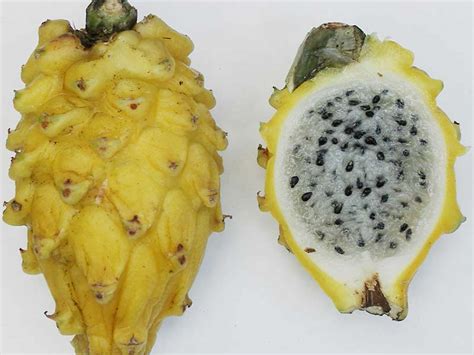 15 Exotic Fruits You Have To Try In Colombia Learn More Than Spanish