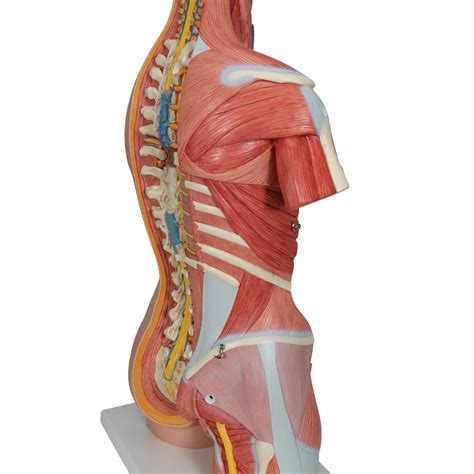 Deluxe Dual Sex Human Muscle Torso Model 31 Part 3B Smart Anatomy