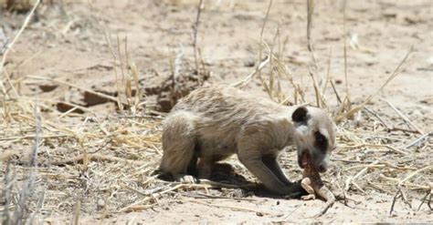 What Do Meerkats Eat? - A-Z Animals