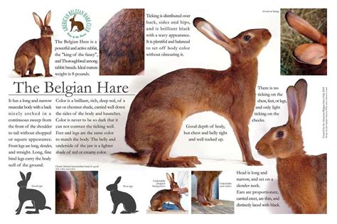 Hare Poster - American Belgian Hare Club