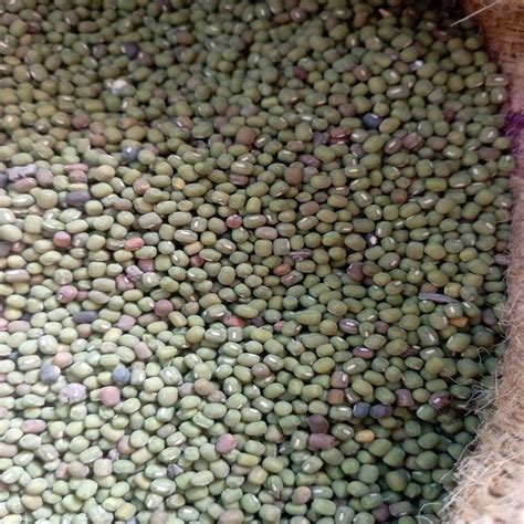 Green Gram Dal At Rs 80kg Pulses In Draksharamam Id 26969420555