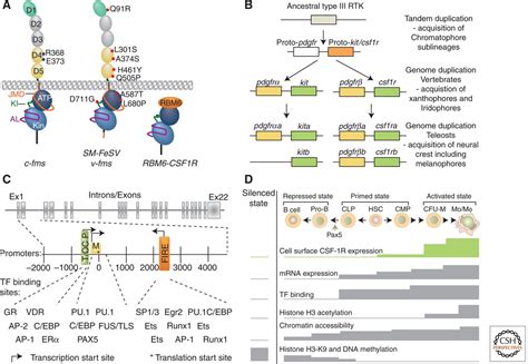 Csf Receptor Signaling In Myeloid Cells