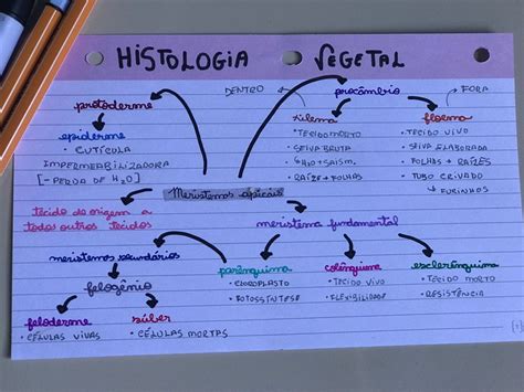 Mapa Mental Histologia Vegetal Histologia Vegetal Histologia Mapa