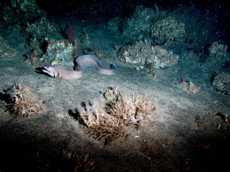 Vers Une Prochaine Exploitation Des Grands Fonds Marins Fondation