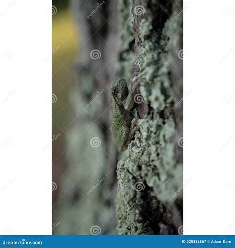 Frog camouflage stock image. Image of tree, wisconsin - 228388867