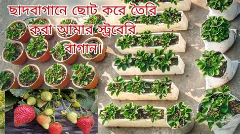 ছাদে বানানো স্ট্রবেরি বাগান ।। Strawberry Garden🍓।। Greenary Youtube