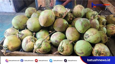 Ini Manfaat Minum Air Kelapa Muda Batuah News