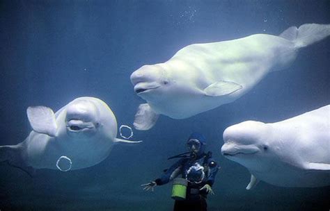 The_Hillwood_Herald: What Do You Know About Beluga Whales?