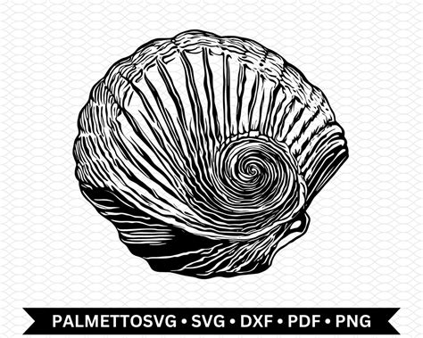 Sea Shell Svg Sea Shell Dxf Sea Shell Cut File Sea Shell Png Svg