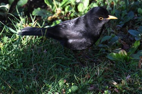 Il merlo nel prato - VareseNews 