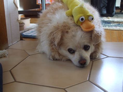 Why duck the issue? | Dead Wild Roses