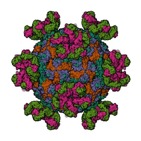 RCSB PDB 7YV7 Cryo EM Structure Of Expanded Coxsackievirus A16 Empty