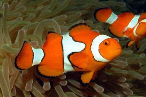 Clown fish ( Nemo ) | Jireh Marine Aquariums