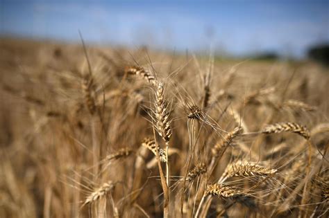 Usa Stop Russo Ad Accordo Sul Grano Un Atto Di Crudelt