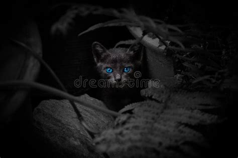 Schwarze Katze Mit Blauen Augen Stock Fotos Freie Royalty