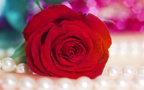 Supreme Rose Wallpapers - Wallpaper Cave