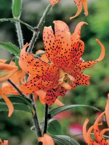 Lilia Lilium Flore Pleno 1 Szt Sklep Cebule Pl