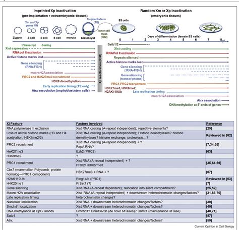 Figure From X Inactivation And The Complexities Of Silencing A Sex Chromosome Semantic Scholar