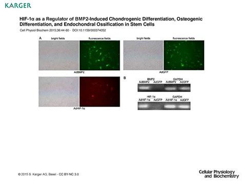 HIF 1α as a Regulator of BMP2 Induced Chondrogenic Differentiation