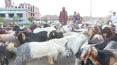 Pahari Bakra Mandi 2021 Bakra Eid Kay Liya Janwar Mandi Maay Ana Start