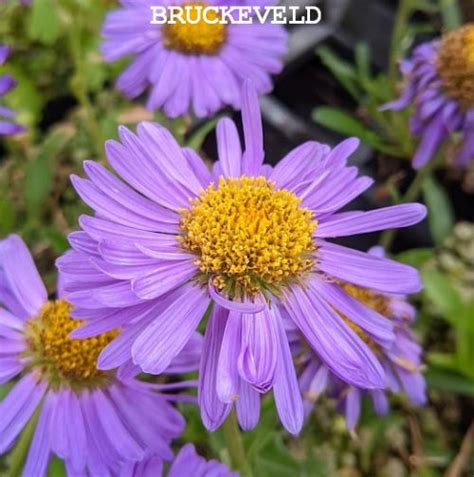 Aster alpinus Dunkle Schöne Bruckeveld