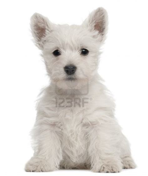 Cute Puppy Dogs: White Yorkshire Terrier Puppies