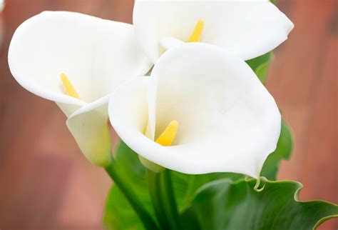 Premium Photo Close Up Of Beautiful Calla Lilies Flower With A Heart