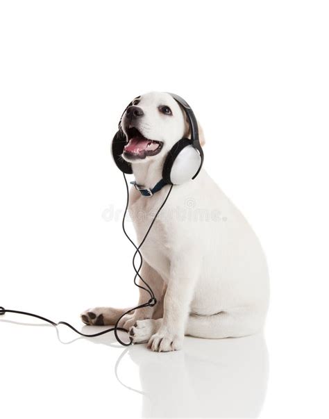 Labrador Listen Music Stock Image Image Of Collar Happy 31591279