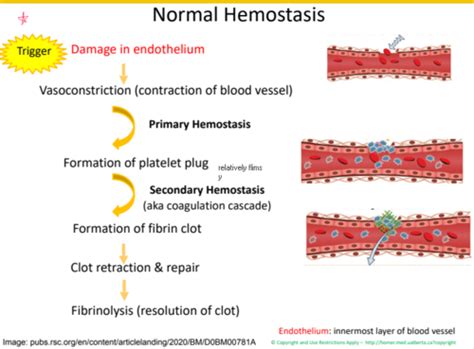 Med B Chapter Hemostatis Coagulation Flashcards Quizlet